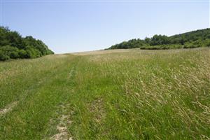 Lúka s výskytom Bromus secalinus